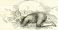An illustration from Etruscan Roman remains in popular tradition (1892)