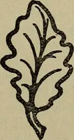 An illustration from Evans's essays; (1908)