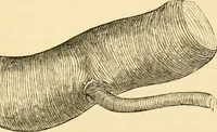 An illustration from Evenings at the microscope : or, Researches among the minuter organs and forms of animal life (1884)