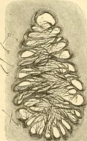 An illustration from Evenings at the microscope : or, Researches among the minuter organs and forms of animal life (1884)