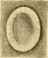 An illustration from Evenings at the microscope : or, Researches among the minuter organs and forms of animal life (1884)