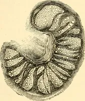 An illustration from Evenings at the microscope : or, Researches among the minuter organs and forms of animal life (1884)