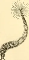 An illustration from Evenings at the microscope : or, Researches among the minuter organs and forms of animal life (1884)