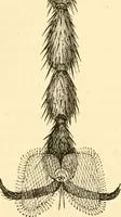 An illustration from Evenings at the microscope : or, Researches among the minuter organs and forms of animal life (1884)