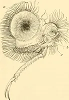 An illustration from Evenings at the microscope : or, Researches among the minuter organs and forms of animal life (1884)