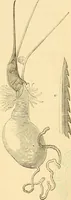 Picture 41 of 107 from Evenings at the microscope : or, Researches among the minuter organs and forms of animal life (1884), leaf 140