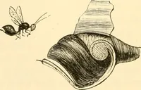 An illustration from Evenings at the microscope : or, Researches among the minuter organs and forms of animal life (1884)