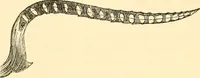 An illustration from Evenings at the microscope : or, Researches among the minuter organs and forms of animal life (1884)