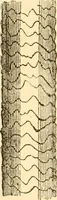 An illustration from Evenings at the microscope : or, Researches among the minuter organs and forms of animal life (1884)