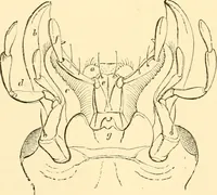 An illustration from Evenings at the microscope : or, Researches among the minuter organs and forms of animal life (1884)