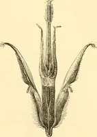 An illustration from Evenings at the microscope : or, Researches among the minuter organs and forms of animal life (1884)