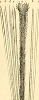 An illustration from Evenings at the microscope : or, Researches among the minuter organs and forms of animal life (1884)