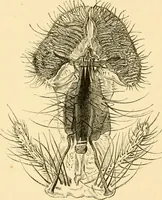 An illustration from Evenings at the microscope : or, Researches among the minuter organs and forms of animal life (1884)