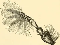 An illustration from Evenings at the microscope : or, Researches among the minuter organs and forms of animal life (1884)