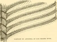 Picture 51 of 107 from Evenings at the microscope : or, Researches among the minuter organs and forms of animal life (1884), leaf 177