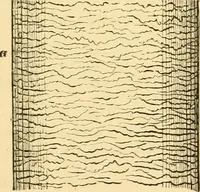 An illustration from Evenings at the microscope : or, Researches among the minuter organs and forms of animal life (1884)