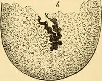 An illustration from Evenings at the microscope : or, Researches among the minuter organs and forms of animal life (1884)