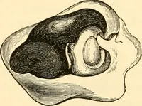 An illustration from Evenings at the microscope : or, Researches among the minuter organs and forms of animal life (1884)