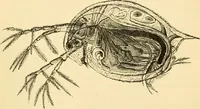 An illustration from Evenings at the microscope : or, Researches among the minuter organs and forms of animal life (1884)