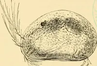 Picture 54 of 107 from Evenings at the microscope : or, Researches among the minuter organs and forms of animal life (1884), leaf 194