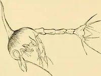 An illustration from Evenings at the microscope : or, Researches among the minuter organs and forms of animal life (1884)