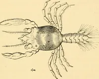 An illustration from Evenings at the microscope : or, Researches among the minuter organs and forms of animal life (1884)