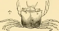 An illustration from Evenings at the microscope : or, Researches among the minuter organs and forms of animal life (1884)