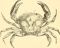 An illustration from Evenings at the microscope : or, Researches among the minuter organs and forms of animal life (1884)