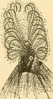 An illustration from Evenings at the microscope : or, Researches among the minuter organs and forms of animal life (1884)