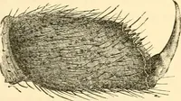 An illustration from Evenings at the microscope : or, Researches among the minuter organs and forms of animal life (1884)