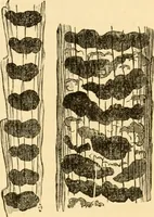 An illustration from Evenings at the microscope : or, Researches among the minuter organs and forms of animal life (1884)