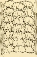 An illustration from Evenings at the microscope : or, Researches among the minuter organs and forms of animal life (1884)