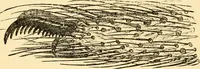 An illustration from Evenings at the microscope : or, Researches among the minuter organs and forms of animal life (1884)