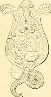 Picture 63 of 107 from Evenings at the microscope : or, Researches among the minuter organs and forms of animal life (1884), leaf 245