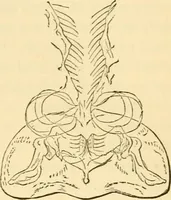 An illustration from Evenings at the microscope : or, Researches among the minuter organs and forms of animal life (1884)