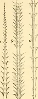 An illustration from Evenings at the microscope : or, Researches among the minuter organs and forms of animal life (1884)