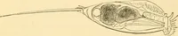An illustration from Evenings at the microscope : or, Researches among the minuter organs and forms of animal life (1884)