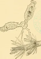 Picture 66 of 107 from Evenings at the microscope : or, Researches among the minuter organs and forms of animal life (1884), leaf 256