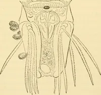 An illustration from Evenings at the microscope : or, Researches among the minuter organs and forms of animal life (1884)