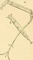 Picture 68 of 107 from Evenings at the microscope : or, Researches among the minuter organs and forms of animal life (1884), leaf 262