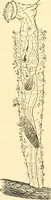 An illustration from Evenings at the microscope : or, Researches among the minuter organs and forms of animal life (1884)