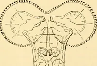An illustration from Evenings at the microscope : or, Researches among the minuter organs and forms of animal life (1884)