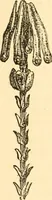 An illustration from Evenings at the microscope : or, Researches among the minuter organs and forms of animal life (1884)