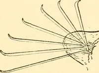 Picture 71 of 107 from Evenings at the microscope : or, Researches among the minuter organs and forms of animal life (1884), leaf 275