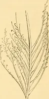 An illustration from Evenings at the microscope : or, Researches among the minuter organs and forms of animal life (1884)