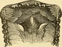 An illustration from Evenings at the microscope : or, Researches among the minuter organs and forms of animal life (1884)