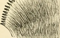 An illustration from Evenings at the microscope : or, Researches among the minuter organs and forms of animal life (1884)