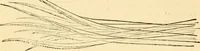 An illustration from Evenings at the microscope : or, Researches among the minuter organs and forms of animal life (1884)