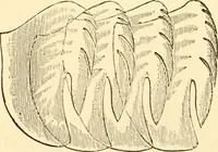 An illustration from Evenings at the microscope : or, Researches among the minuter organs and forms of animal life (1884)