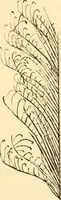 An illustration from Evenings at the microscope : or, Researches among the minuter organs and forms of animal life (1884)